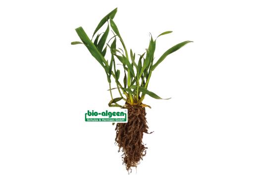 Vergleich: Gerste ohne und mit »bio-algeen«